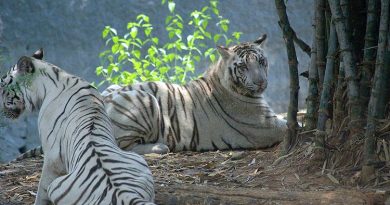 zoo in india