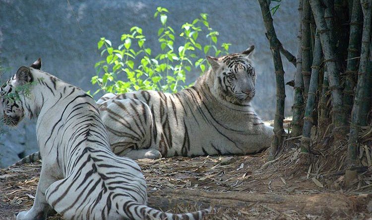 zoo in india