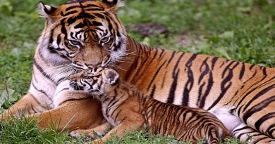 Jim Corbett National Park