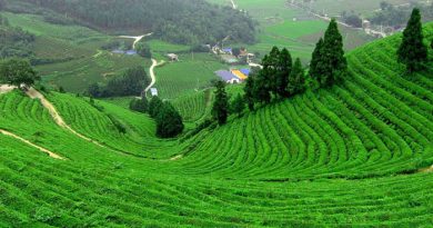 Coonoor, Tamil Nadu