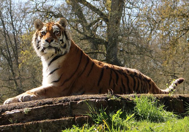 Sariska Tiger Reserve