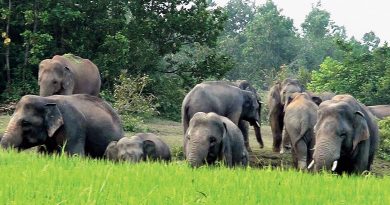 Mahanadi Elephant Reserve