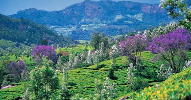 Munnar Valley